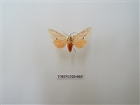 藏品(人紋污燈蛾)的圖片